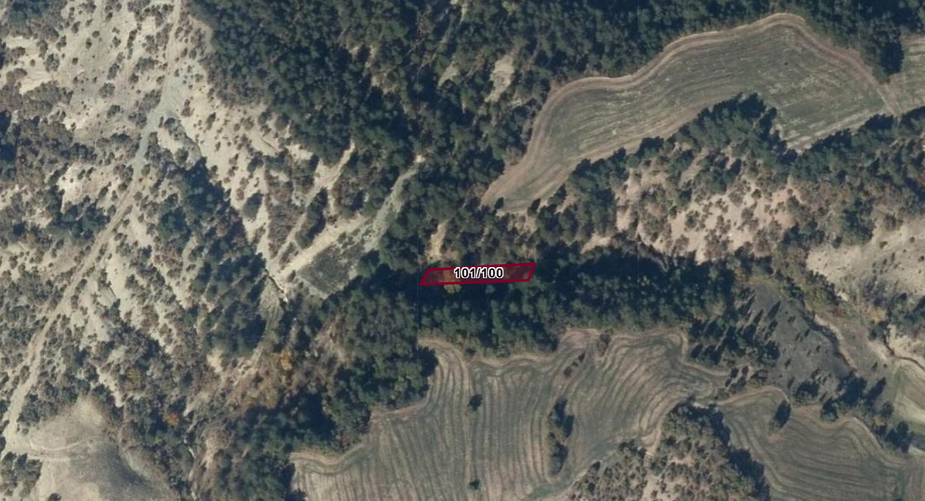 Fotoğraf
